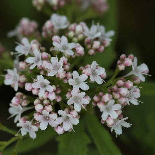 Dreiblatt-Baldrian / Valeriana tripteris