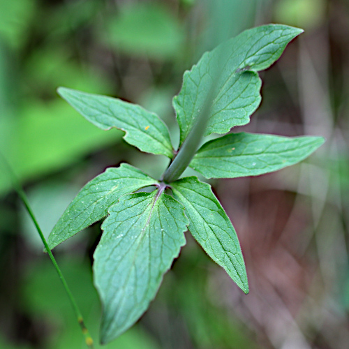 Dreiblatt-Baldrian / Valeriana tripteris