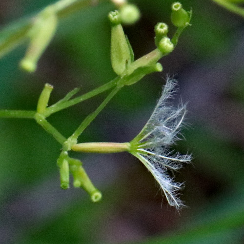 Dreiblatt-Baldrian / Valeriana tripteris