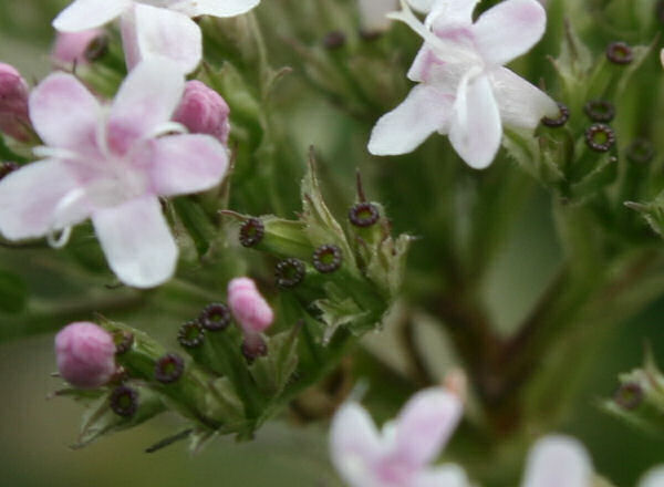 Verschiedenblättriger Arznei-Baldrian / Valeriana versifolia