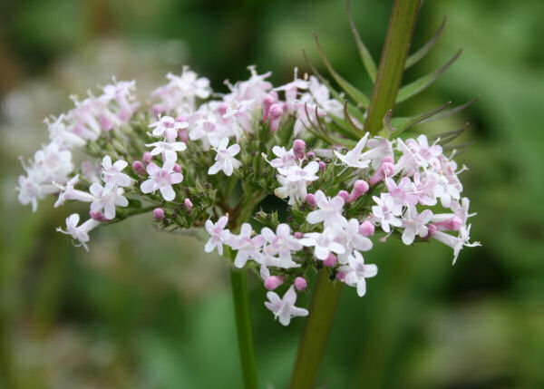 Verschiedenblättriger Arznei-Baldrian / Valeriana versifolia