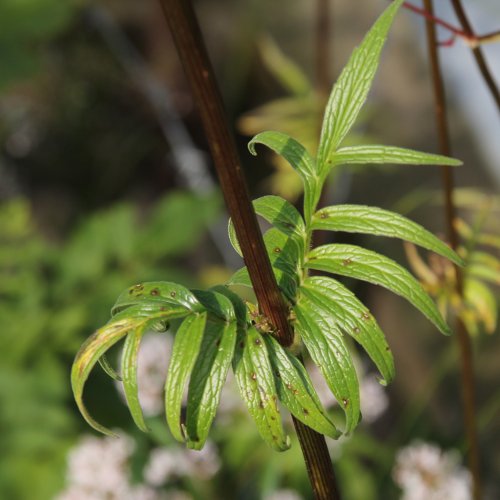 Verschiedenblättriger Arznei-Baldrian / Valeriana versifolia