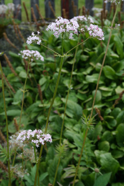 Verschiedenblättriger Arznei-Baldrian / Valeriana versifolia