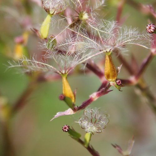 Verschiedenblättriger Arznei-Baldrian / Valeriana versifolia