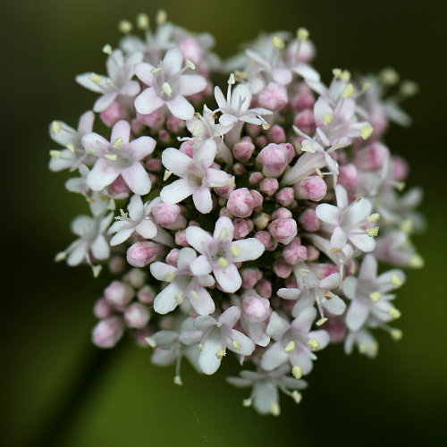 Schmalblättriger Arznei-Baldrian / Valeriana wallrothii