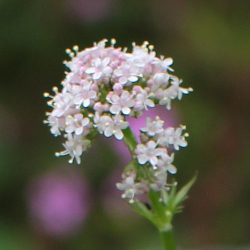 Schmalblättriger Arznei-Baldrian / Valeriana wallrothii