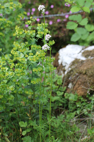 Schmalblättriger Arznei-Baldrian / Valeriana wallrothii