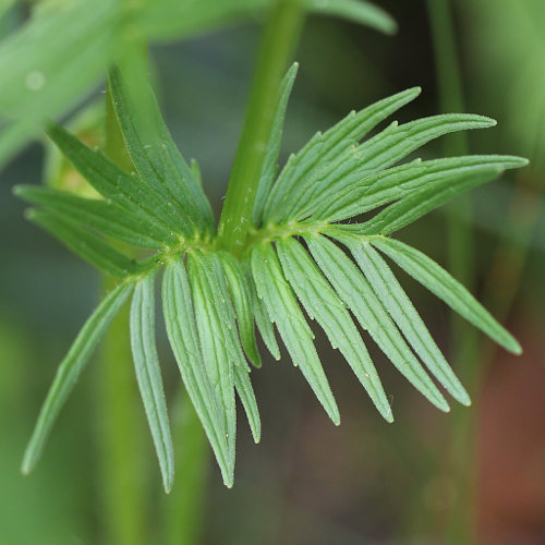 Schmalblättriger Arznei-Baldrian / Valeriana wallrothii