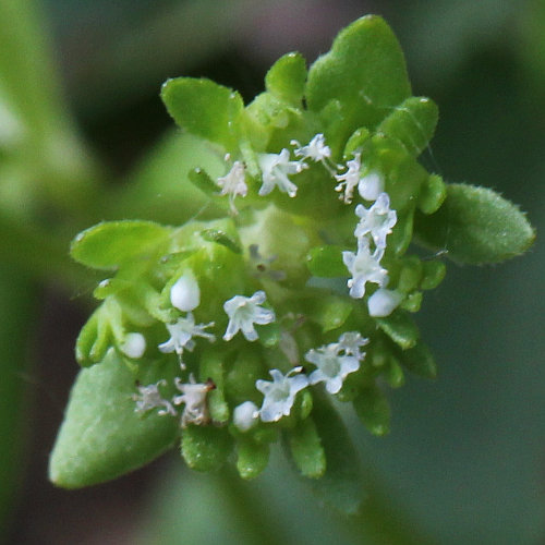 Gekielter Ackersalat / Valerianella carinata