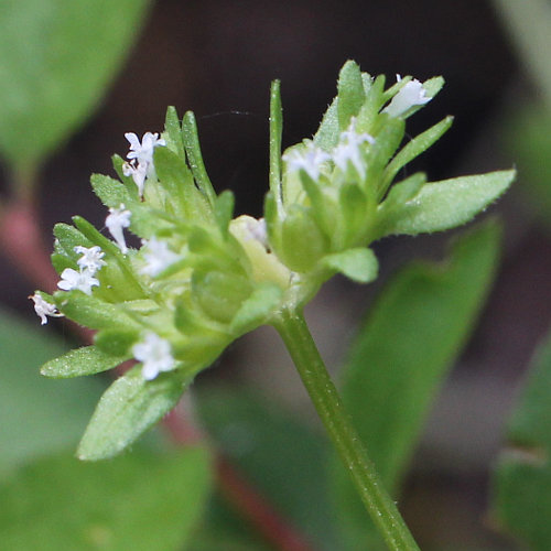 Gekielter Ackersalat / Valerianella carinata