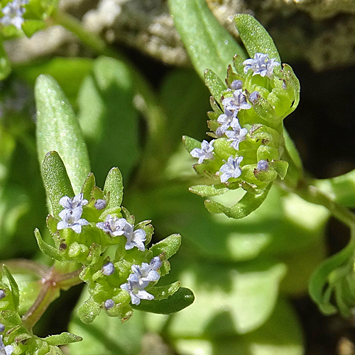 Gekielter Ackersalat / Valerianella carinata