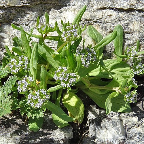 Gekielter Ackersalat / Valerianella carinata