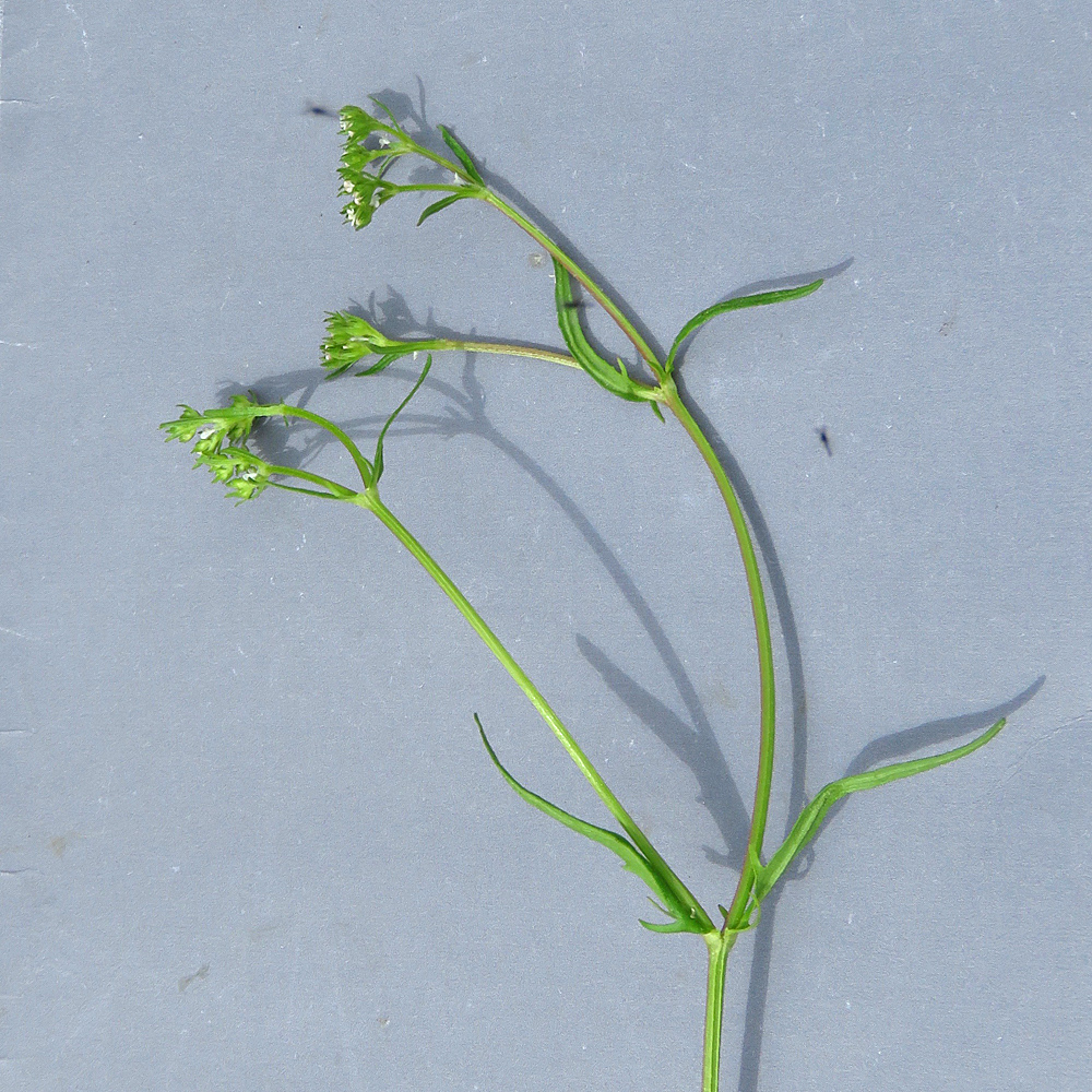 Gezähnter Ackersalat / Valerianella dentata