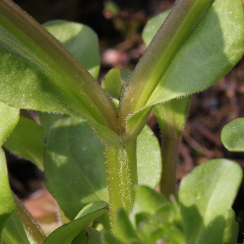 Echter Ackersalat / Valerianella locusta