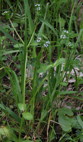 Echter Ackersalat / Valerianella locusta