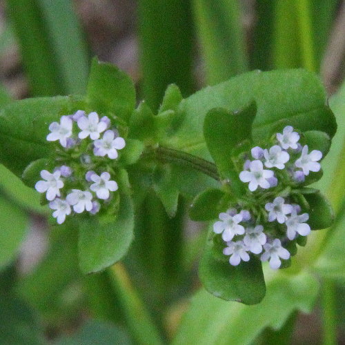 Echter Ackersalat / Valerianella locusta