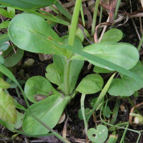 Echter Ackersalat / Valerianella locusta