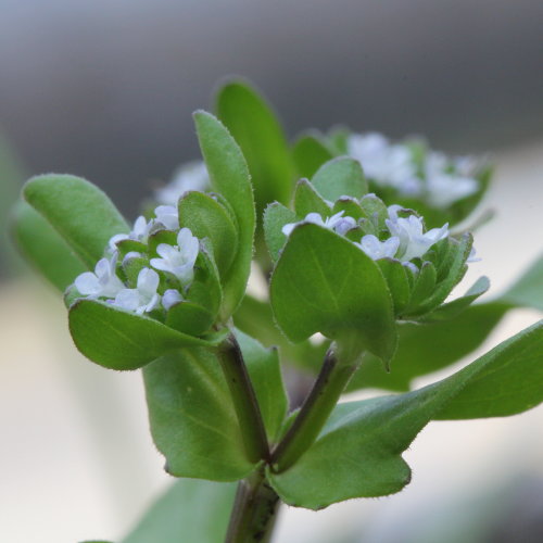 Echter Ackersalat / Valerianella locusta