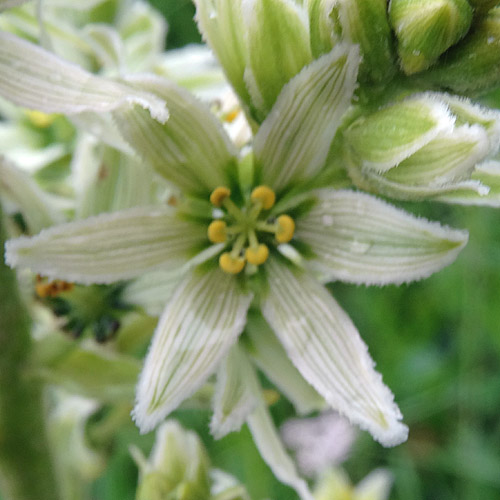 Weisser Germer / Veratrum album