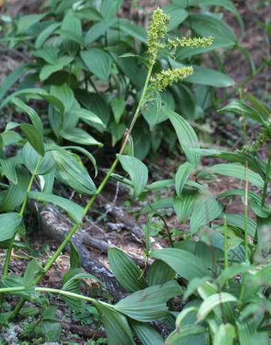 Grünlicher Germer / Veratrum album subsp. lobelianum