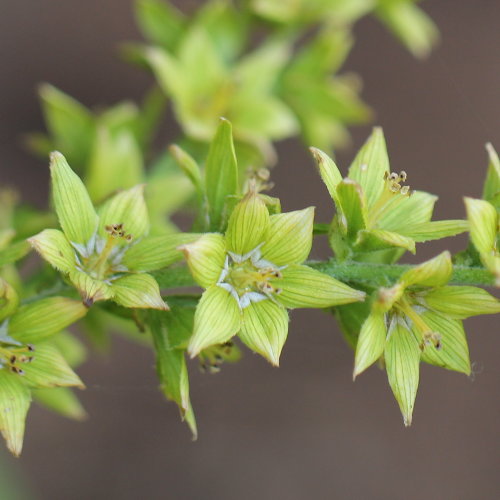 Grünlicher Germer / Veratrum album subsp. lobelianum