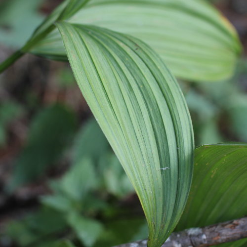 Grünlicher Germer / Veratrum album subsp. lobelianum