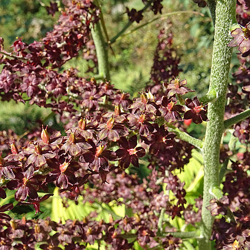 Schwarzer Germer / Veratrum nigrum