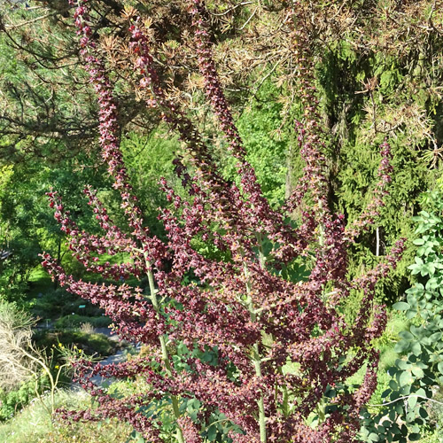 Schwarzer Germer / Veratrum nigrum