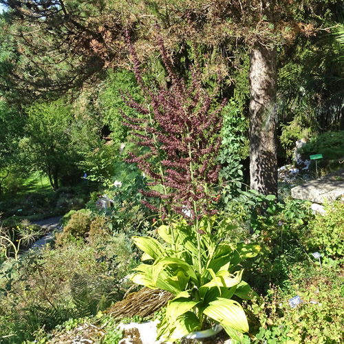 Schwarzer Germer / Veratrum nigrum