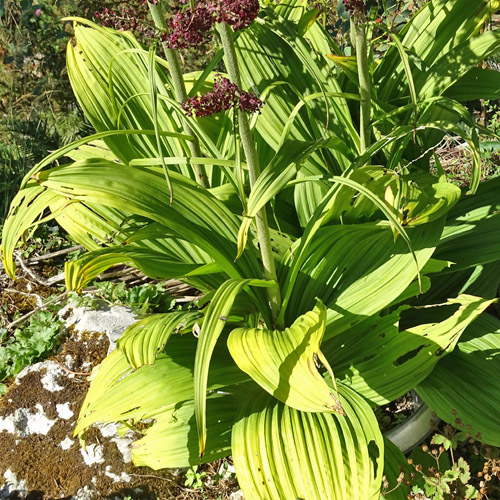 Schwarzer Germer / Veratrum nigrum