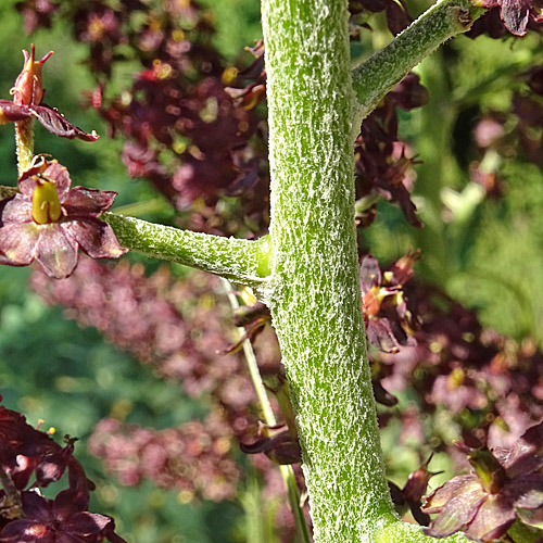 Schwarzer Germer / Veratrum nigrum