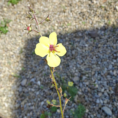 Schabenkraut / Verbascum blattaria