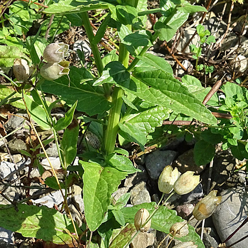 Schabenkraut / Verbascum blattaria