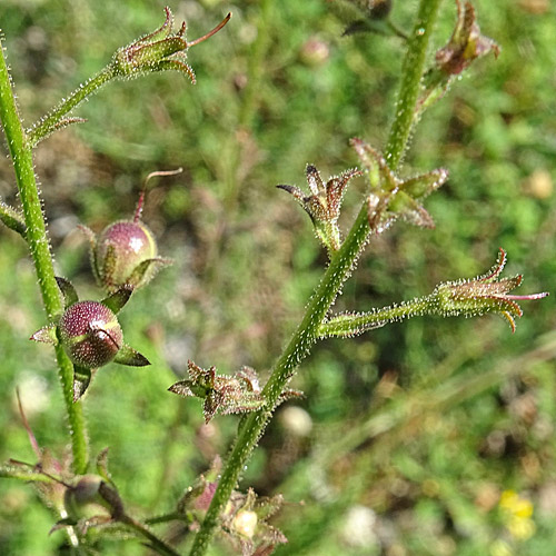 Schabenkraut / Verbascum blattaria