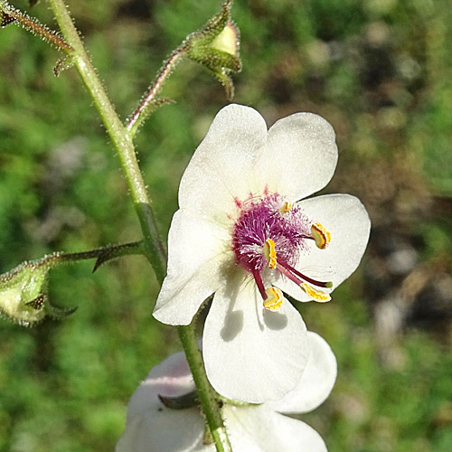 Schabenkraut / Verbascum blattaria