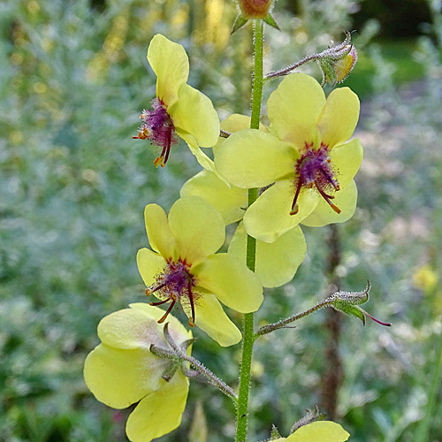 Schabenkraut / Verbascum blattaria