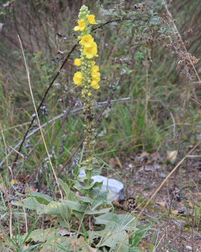 Grossblütige Königskerze / Verbascum densiflorum