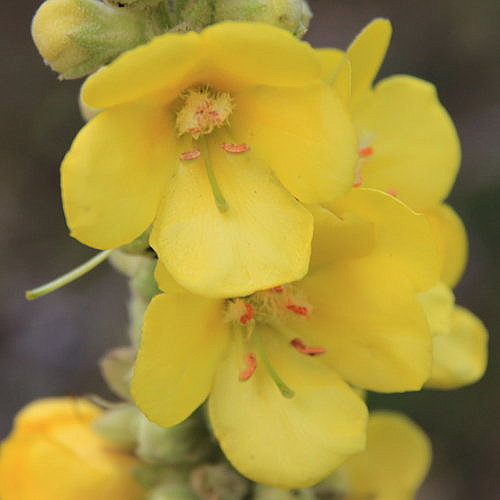 Grossblütige Königskerze / Verbascum densiflorum