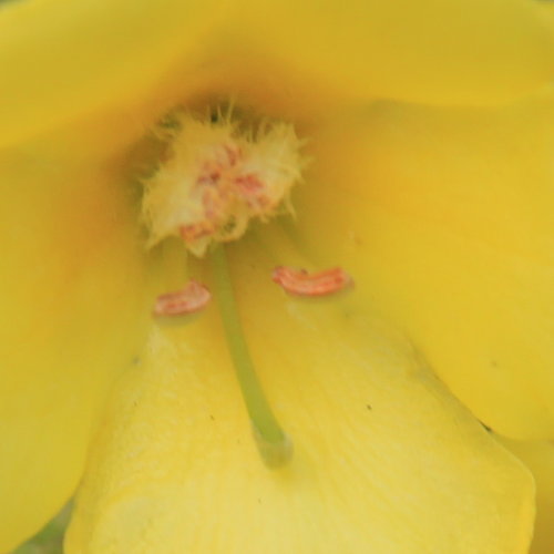 Grossblütige Königskerze / Verbascum densiflorum
