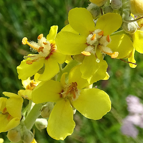 Lampen-Königskerze / Verbascum lychnitis