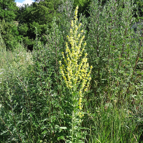 Lampen-Königskerze / Verbascum lychnitis