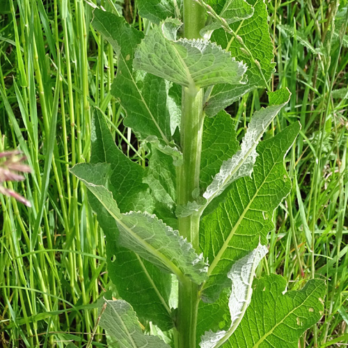 Lampen-Königskerze / Verbascum lychnitis