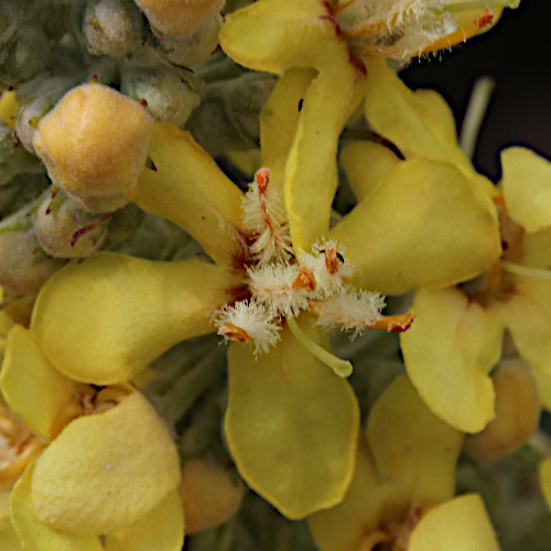 Lampen-Königskerze / Verbascum lychnitis