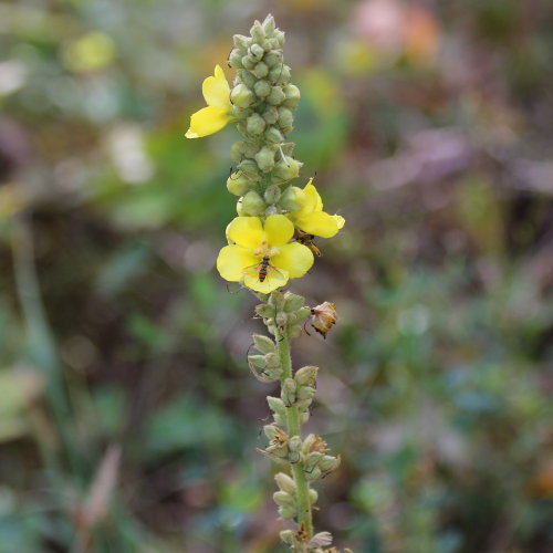 Filzige Königskerze / Verbascum phlomoides