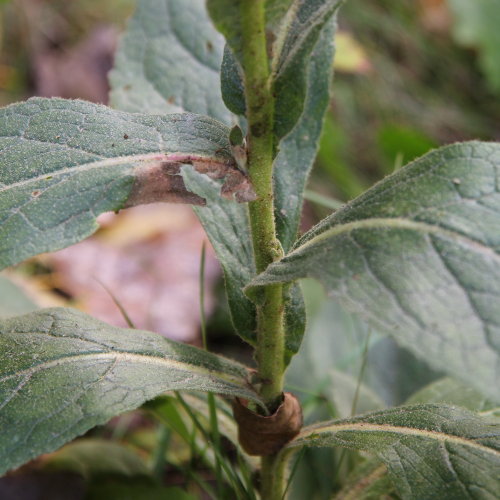 Filzige Königskerze / Verbascum phlomoides