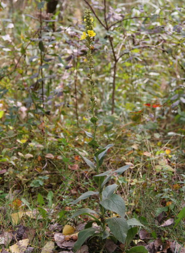 Filzige Königskerze / Verbascum phlomoides