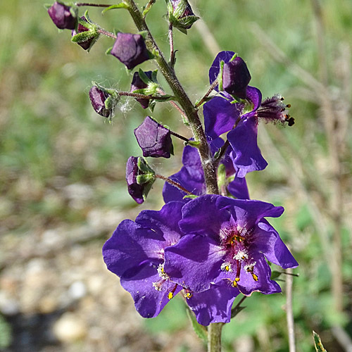 Violette Königskerze / Verbascum phoeniceum