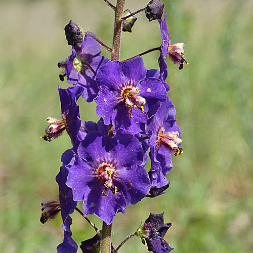 Violette Königskerze / Verbascum phoeniceum
