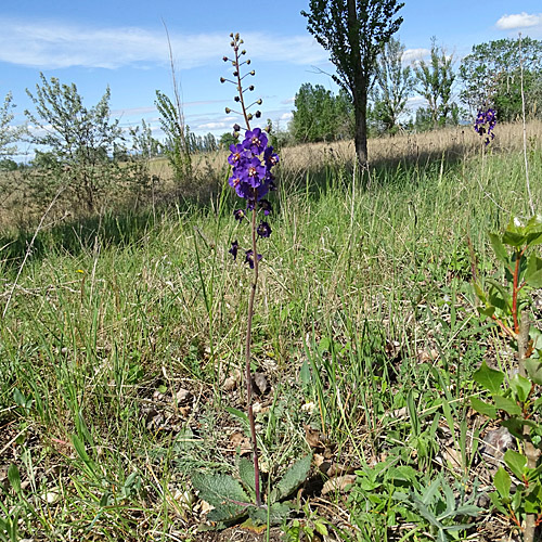 Violette Königskerze / Verbascum phoeniceum