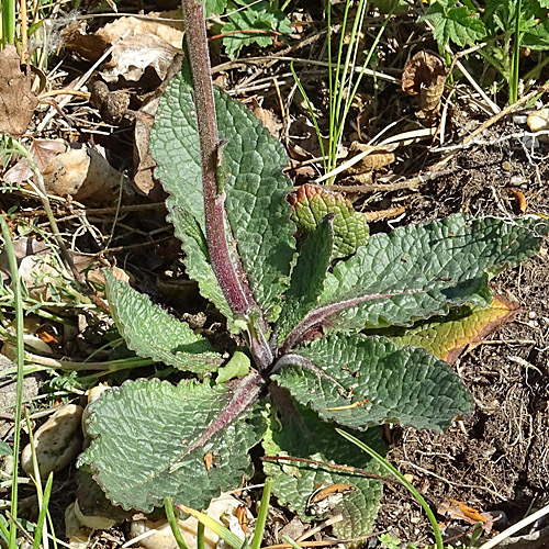 Violette Königskerze / Verbascum phoeniceum
